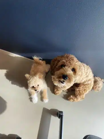 The Bazoom office dog
